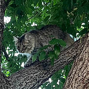 Squirt joined the competition — help win amazing prizes! animal, branch, cat, climbing, curious, daylight, eyes, forest, fur, green, leaves, mammal, nature, outdoor, pet, stealthy, tabby, tree, whiskers, wildlife