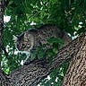 animal, branch, cat, climbing, curious, daylight, eyes, forest, fur, green, leaves, mammal, nature, outdoor, pet, stealthy, tabby, tree, whiskers, wildlife