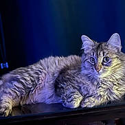 Squirt joined the competition — help win amazing prizes! cat, tabby, feline, long_hair, fluffy, pet, indoor, reclining, paws, whiskers, ears, green_eyes, closeup, portrait, blue_light, relaxed, groomed, fur_texture, table, curtain