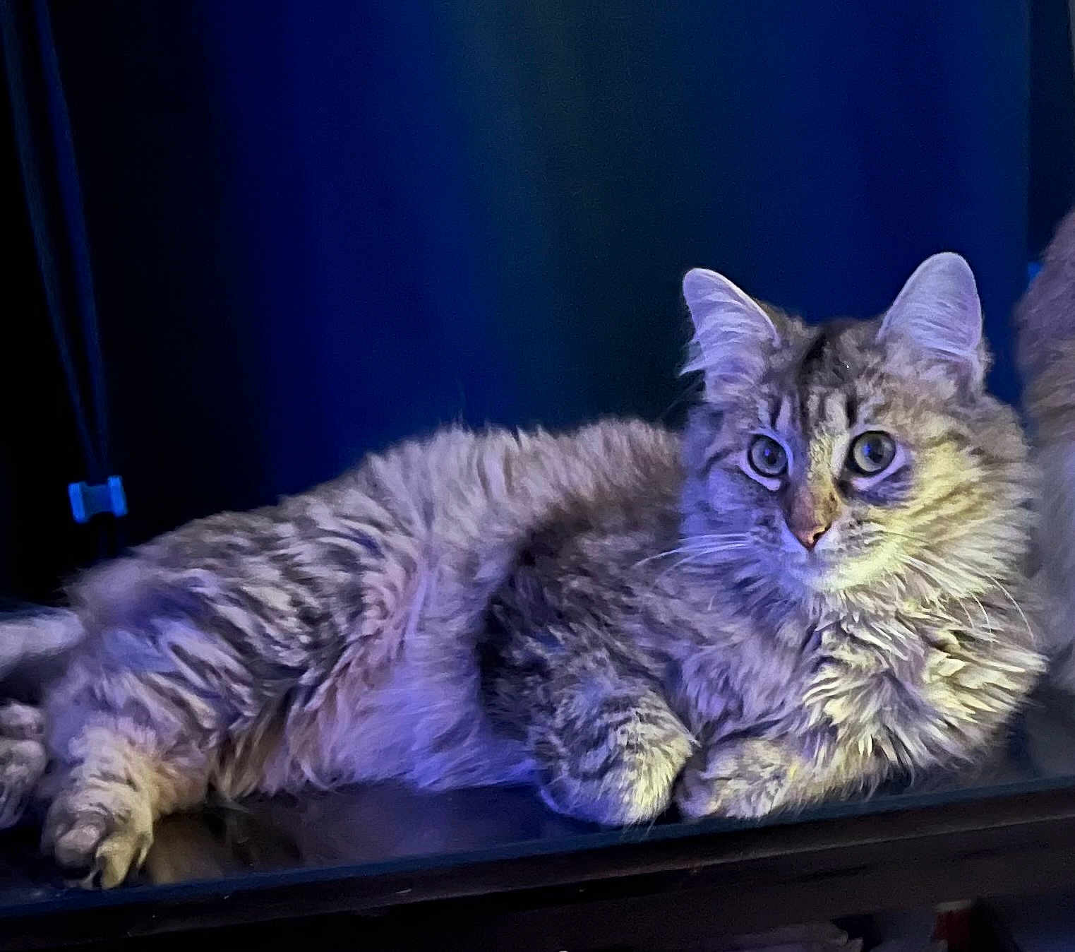 Squirt joined the competition — help win amazing prizes! cat, tabby, feline, long_hair, fluffy, pet, indoor, reclining, paws, whiskers, ears, green_eyes, closeup, portrait, blue_light, relaxed, groomed, fur_texture, table, curtain