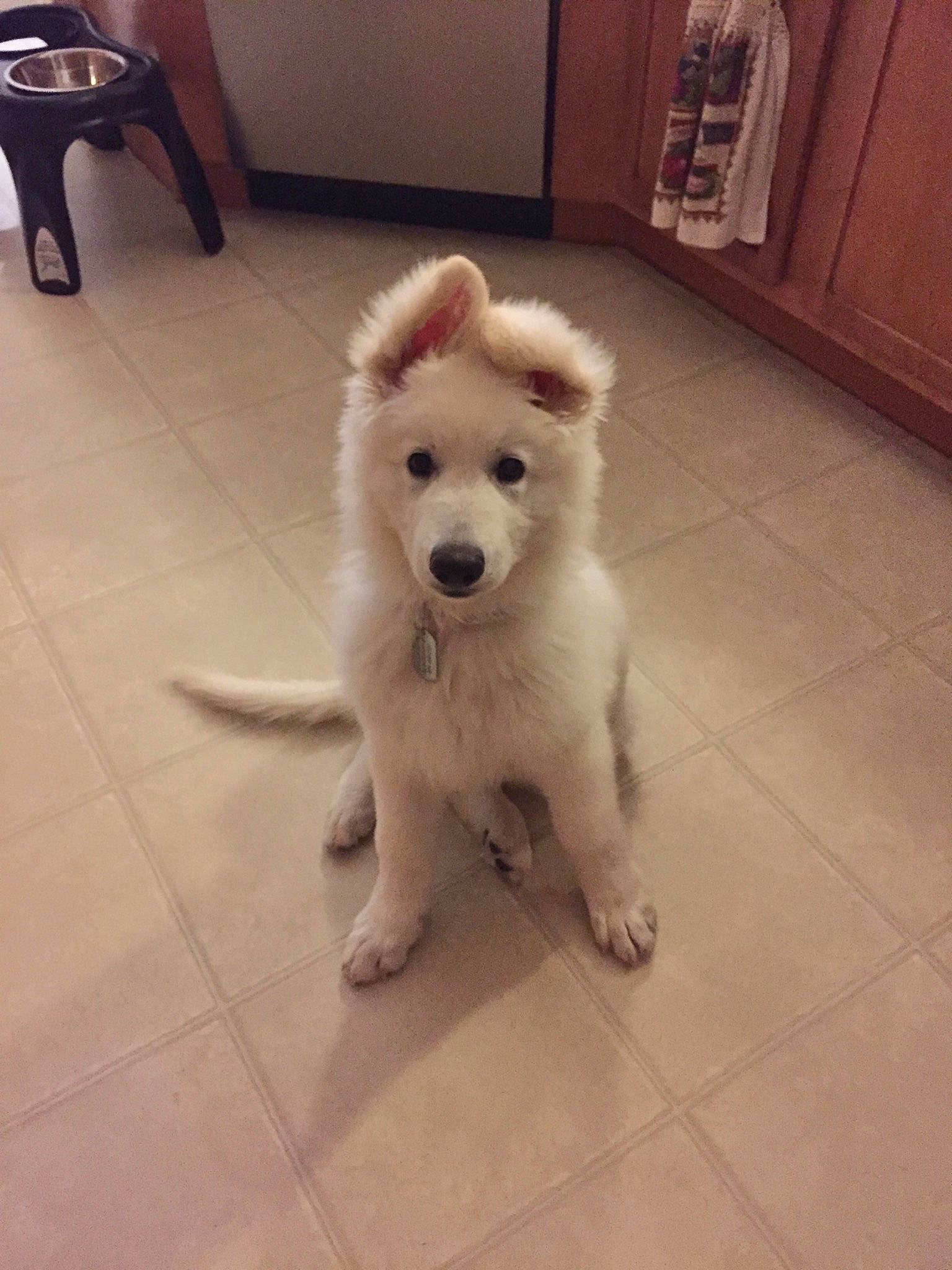 Bolt joined the competition — help win amazing prizes! american_eskimo_dog, berger_blanc_suisse, canidae, carnivore, companion_dog, dog, dog_breed, indian_spitz, japanese_spitz, kintamani, mammal, non_sporting_group, pomeranian, pungsan_dog, rare_breed_dog, samoyed, spitz, vertebrate, volpino_italiano, white_shepherd