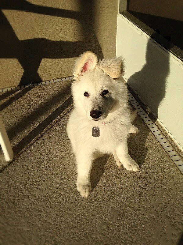 Bolt is registered to the contest to win money with this photo: american_eskimo_dog, berger_blanc_suisse, canidae, carnivore, dog, dog_breed, german_spitz, german_spitz_mittel, indian_spitz, japanese_spitz, kintamani, mammal, non_sporting_group, pomeranian, puppy, rare_breed_dog, samoyed, vertebrate, volpino_italiano, white_shepherd