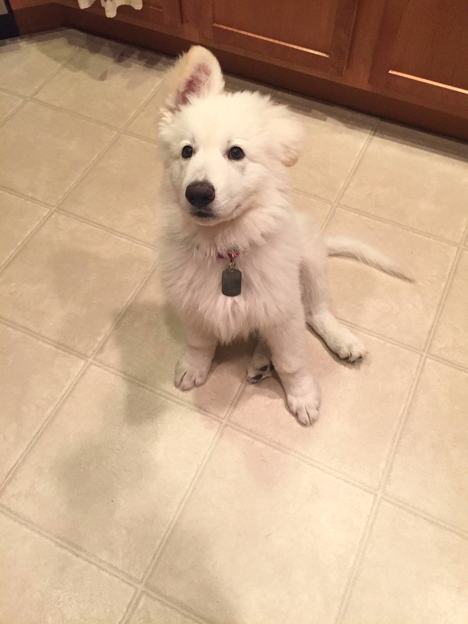 Bolt joined the competition — help win amazing prizes! berger_blanc_suisse, canidae, carnivore, companion_dog, dog, dog_breed, indian_spitz, japanese_spitz, kintamani, mammal, non_sporting_group, nose, pungsan_dog, puppy, rare_breed_dog, samoyed, terrier, vertebrate, west_highland_white_terrier, white_shepherd