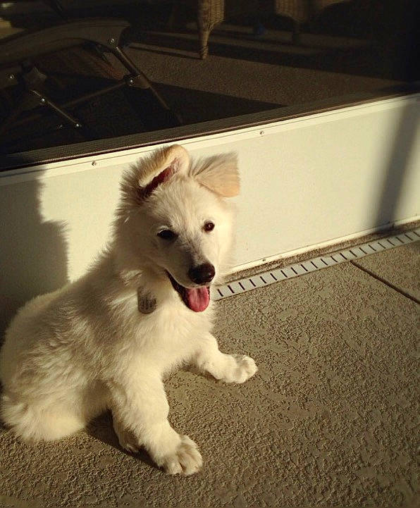 Bolt is registered to the contest to win money with this photo: berger_blanc_suisse, canidae, carnivore, dog, dog_breed, indian_spitz, kintamani, mammal, puppy, rare_breed_dog, samoyed, vertebrate, white_shepherd