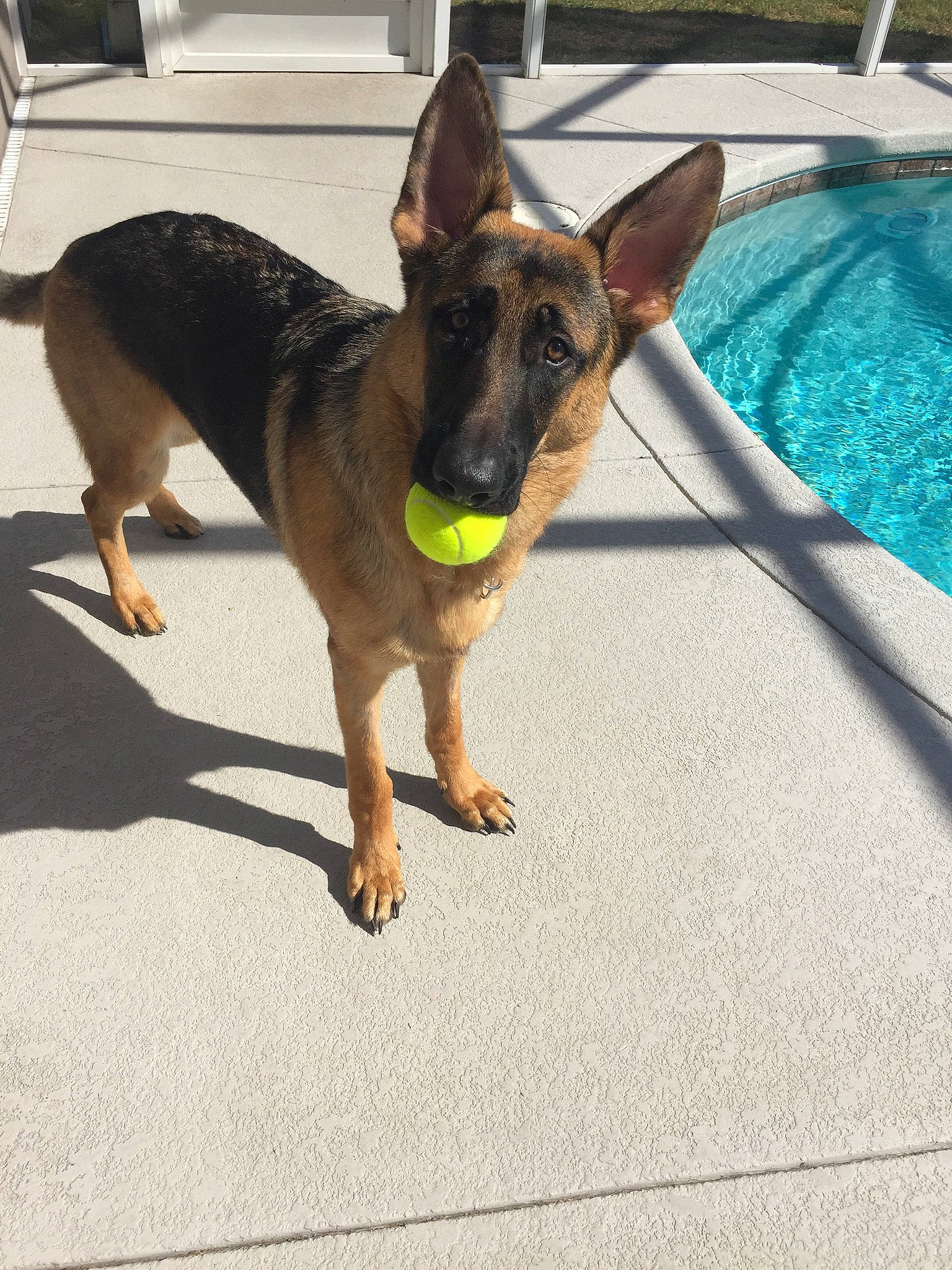 Sam joined the competition — help win amazing prizes! belgian_shepherd, belgian_shepherd_malinois, canidae, carnivore, dog, dog_breed, ear, east_european_shepherd, fawn, german_shepherd_dog, mammal, police_dog, snout, vertebrate, working_dog