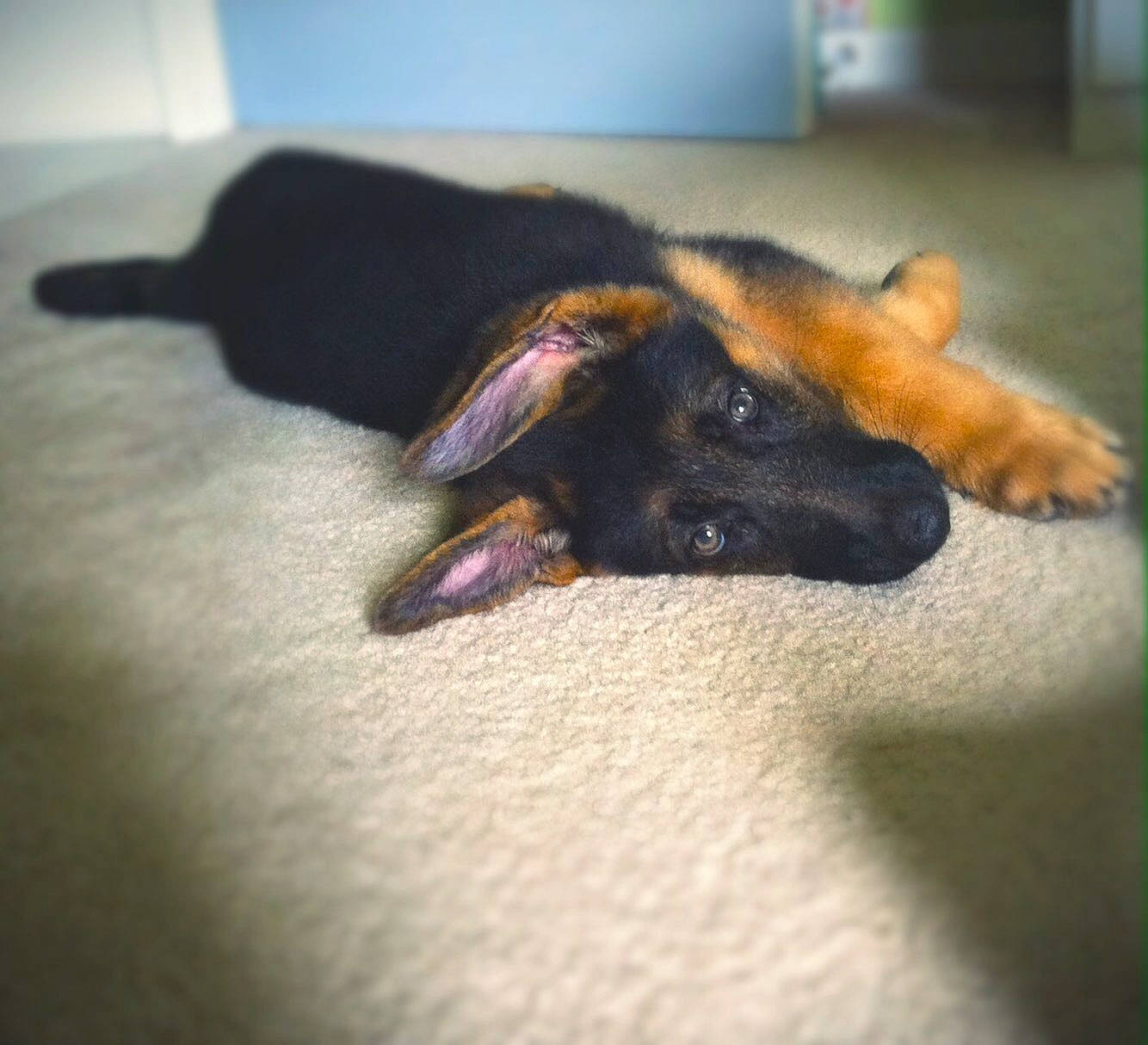 Sam is registered to the contest to win money with this photo: canidae, carnivore, companion_dog, dog, dog_breed, ear, eye, floor, german_shepherd_dog, guard_dog, hand, nap, nose, organ, paw, puppy, sleep, snout, sporting_group, street_dog