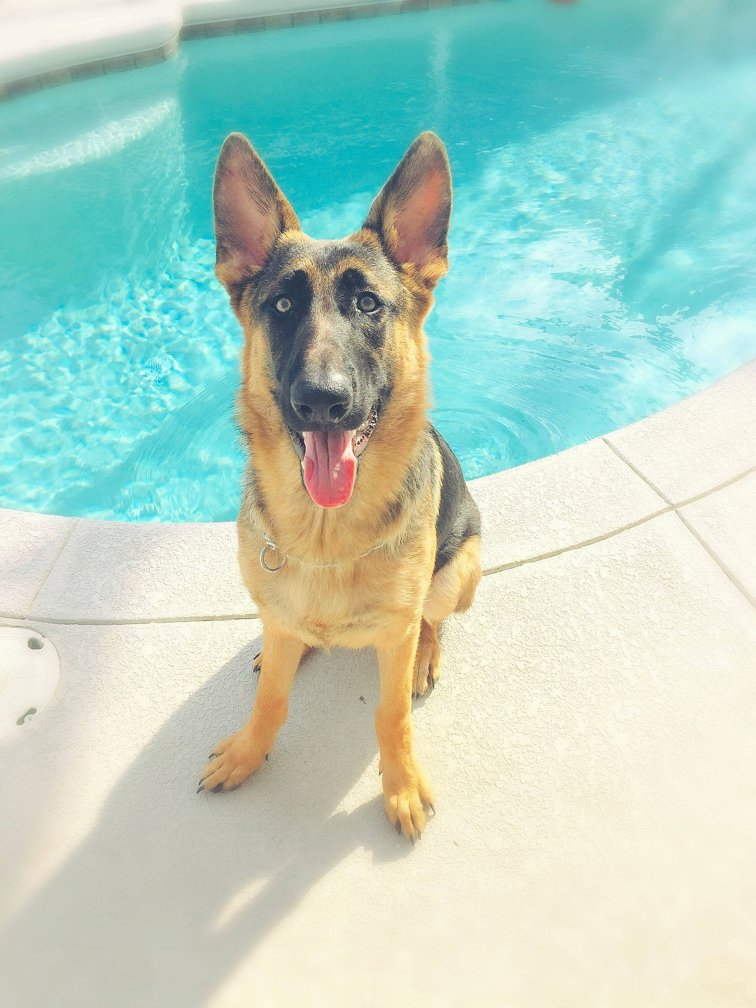 Sam is registered to the contest to win money with this photo: belgian_shepherd, belgian_shepherd_malinois, canidae, carnivore, dog, dog_breed, ear, east_european_shepherd, fawn, german_shepherd_dog, king_shepherd, kunming_wolfdog, mammal, old_german_shepherd_dog, police_dog, shiloh_shepherd_dog, snout, vertebrate, working_dog