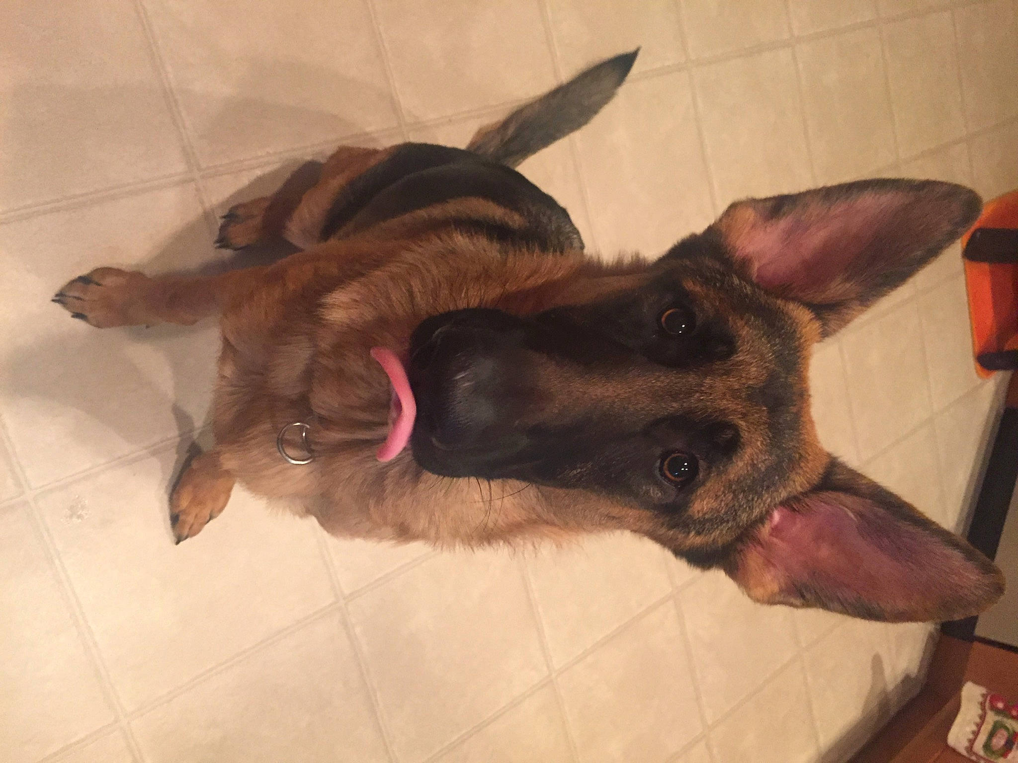 Sam is registered to the contest to win money with this photo: canidae, carnivore, dog, dog_breed, dutch_shepherd_dog, ear, fawn, formosan_mountain_dog, german_shepherd_dog, liver, snout