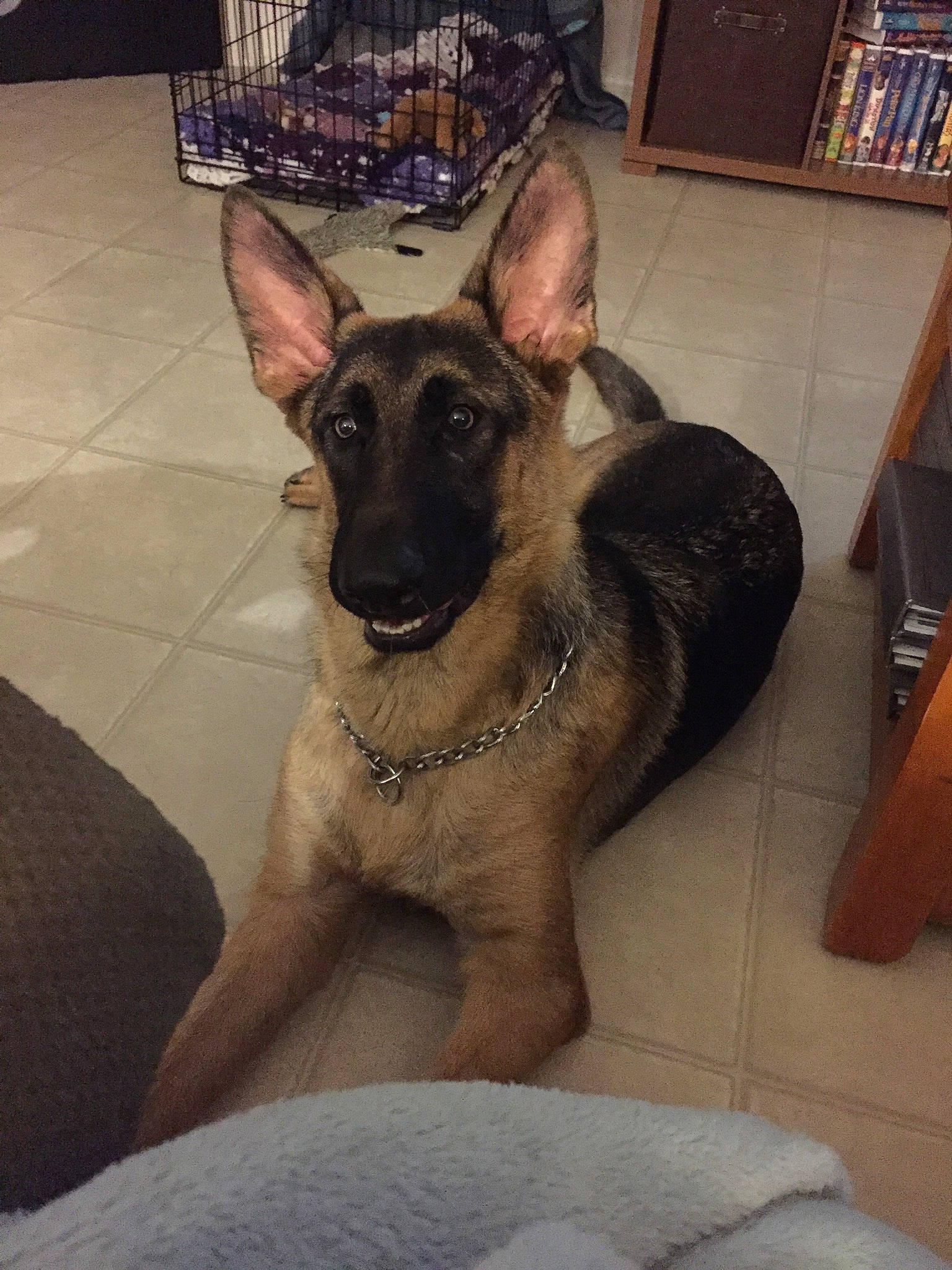 Sam joined the competition — help win amazing prizes! belgian_shepherd, belgian_shepherd_malinois, canidae, carnivore, dog, dog_breed, east_european_shepherd, fawn, german_shepherd_dog, king_shepherd, kunming_wolfdog, mammal, norwegian_elkhound, old_german_shepherd_dog, shiloh_shepherd_dog, snout, vertebrate