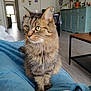 cat, tabby, green_eyes, fluffy, pet, indoor, blanket, furniture, living_room, cozy, portrait, animal, cute, domestic_cat, whiskers, ears, floor, table, houseplant, relaxed