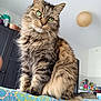 cat, tabby, green_eyes, fluffy, indoor, furniture, fabric, patterned, home, curious, pet, animal, whiskers, ears, tail, seated, close_up, domestic, cozy, portrait