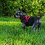 Aiko participe au concours pour gagner de l'argent avec cette photo : dog, pet, outdoor, grass, greenery, harness, nature, animal, canine, sunlight, daytime, fur, small_dog, alert, playful, tongue_out, leafy_background, summer, park, walking
