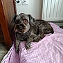 dog, pet, gray_dog, blanket, polka_dot, indoor, floor, wooden_furniture, radiator, relaxed, cozy, canine, fur, paw, ears, brown_eyes, resting, domestic_animal, cute, companion