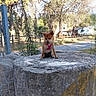 Cléo a rejoint le concours — aidez-le/la à gagner de superbes lots ! dog, puppy, pet, animal, sitting, pink_harness, pointed_ears, brown_fur, outdoors, nature, trees, farm, farmyard, fence, rustic, concrete, pedestal, sunlight, road, portrait