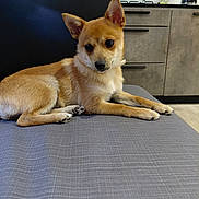 Cléo participe au concours pour gagner de l'argent avec cette photo : dog, puppy, pet, canine, lying_down, sitting, brown_fur, tan_fur, pointed_ears, dark_eyes, paws, indoor, home, kitchen, ottoman, furniture, portrait, cute, alert, photography