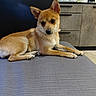 dog, puppy, pet, canine, lying_down, sitting, brown_fur, tan_fur, pointed_ears, dark_eyes, paws, indoor, home, kitchen, ottoman, furniture, portrait, cute, alert, photography