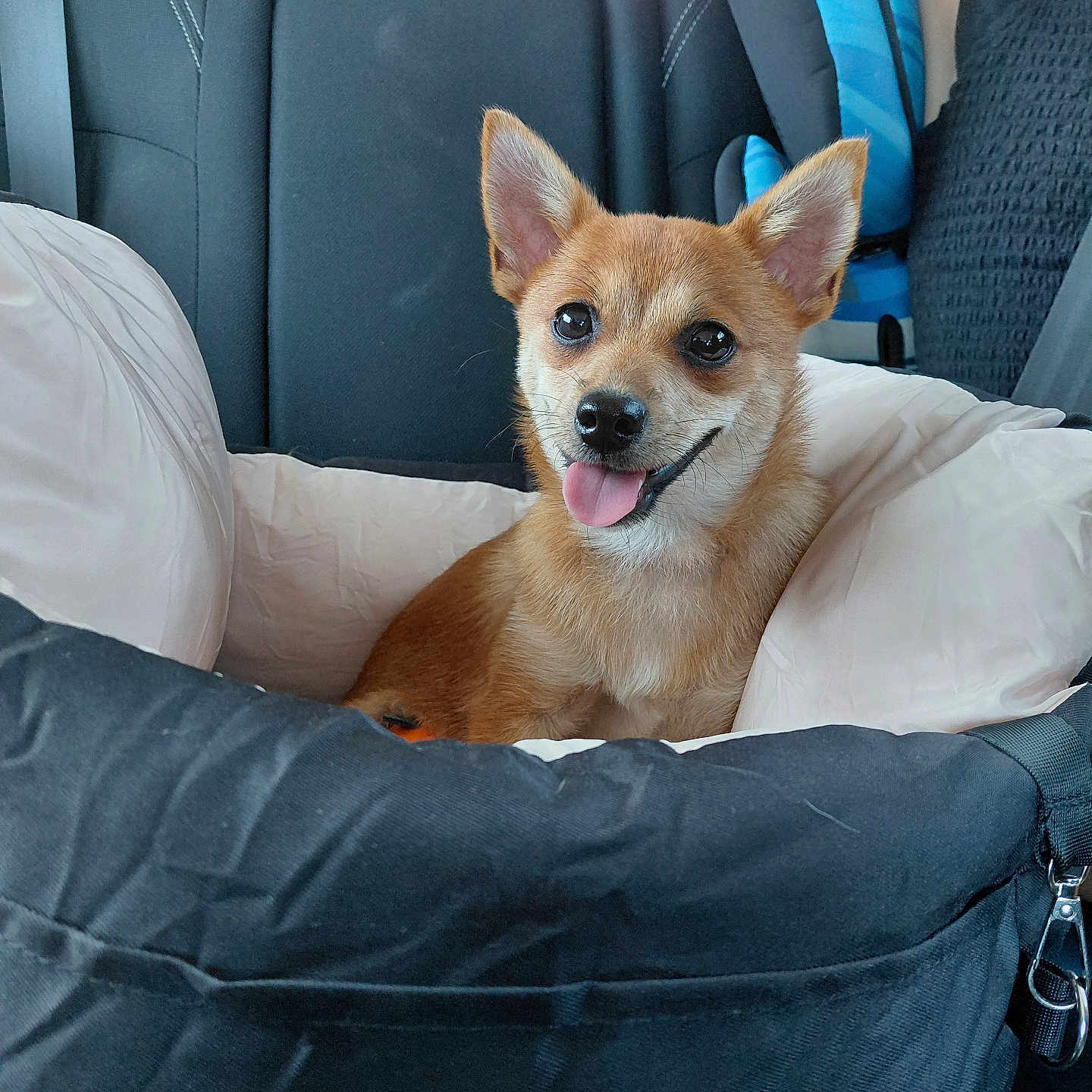 Cléo a rejoint le concours — aidez-le/la à gagner de superbes lots ! dog, puppy, tan_dog, small_dog, pointed_ears, tongue_out, smiling, happy, sitting, pet, car, car_interior, car_seat, pet_carrier, cushion, blanket, travel, portrait, close_up, animal