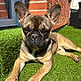 Viago participe au concours pour gagner de l'argent avec cette photo : dog, french_bulldog, pet, animal, grass, sunlight, outdoor, brick_wall, relaxed, close_up, paw, ears, canine, daylight, nature, summer, portrait, cute, domestic_animal, resting