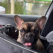 Viago participe au concours pour gagner de l'argent avec cette photo : french_bulldog, dog, puppy, pet_carrier, car_interior, rain, window, ears, tongue, cute, animal, pet, transport, gray, black, brown, close_up, happy, indoors, seat