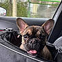 french_bulldog, dog, puppy, pet_carrier, car_interior, rain, window, ears, tongue, cute, animal, pet, transport, gray, black, brown, close_up, happy, indoors, seat