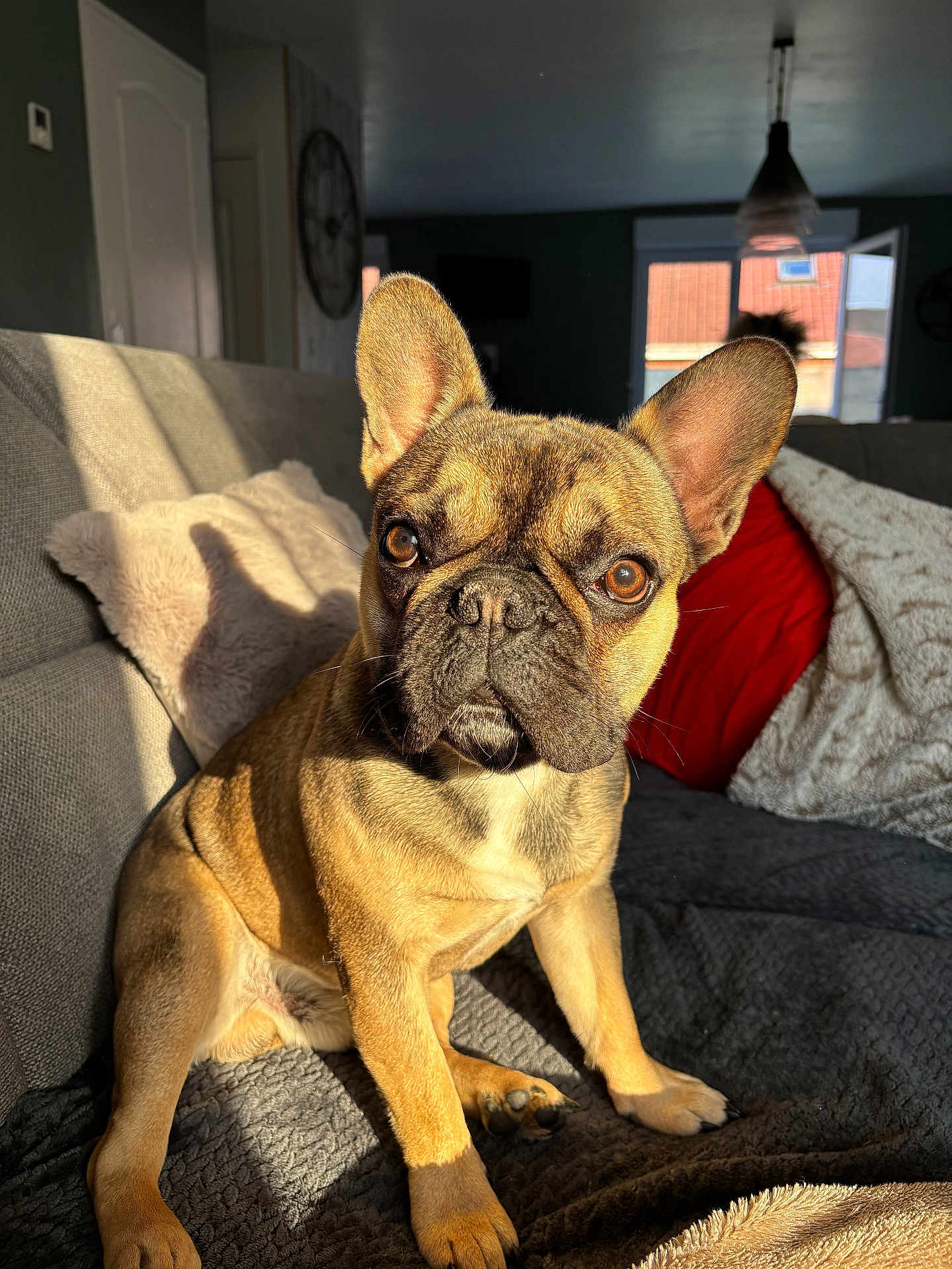Viago participe au concours pour gagner de l'argent avec cette photo : dog, french_bulldog, pet, canine, indoor, couch, sunlight, ears, brown, fur, animal, portrait, looking_at_camera, living_room, cozy, pillow, blanket, sitting, cute, companion