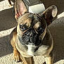 Viago participe au concours pour gagner de l'argent avec cette photo : dog, french_bulldog, pet, animal, indoor, carpet, sunlight, shadow, ears, face, fur, paw, table_leg, brown, tan, black, cute, looking_up, domestic, companion