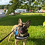 dog, french_bulldog, grass, leash, harness, outdoor, sunlight, tree, greenery, pet, canine, animal, nature, daylight, park, suburban, smiling, tongue_out, ears_up, happy