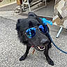 dog, black_dog, sunglasses, blue_lenses, smiling, outdoor, leash, collar, street, pavement, portrait, close_up, pet, canine, fluffy, happy, standing, shop, urban, fashionable