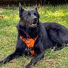 dog, black_dog, outdoor, grass, lying_down, orange_harness, collar, pet, tennis_ball, vehicle, gravel, ears, open_mouth, teeth, fur, animal_portrait, backyard, daylight, playful, alert