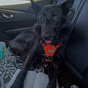 Taz a rejoint le concours — aidez-le/la à gagner de superbes lots ! dog, black_dog, glasses, harness, car, passenger_seat, vehicle, road_trip, travel, pet, animal, sitting, outdoor, trees, landscape, window, puzzle_book, open_book, patterned_fabric, funny