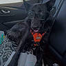 dog, black_dog, glasses, harness, car, passenger_seat, vehicle, road_trip, travel, pet, animal, sitting, outdoor, trees, landscape, window, puzzle_book, open_book, patterned_fabric, funny