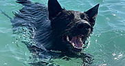 Taz participe au concours pour gagner de l'argent avec cette photo : dog, black_dog, swimming, water, lake, outdoors, animal, wet_fur, open_mouth, teeth, pointed_ears, splashes, turquoise_water, paddleboard, paddleboarding, mountains, landscape, sunlight, reflection, action_photo