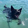 dog, black_dog, swimming, water, lake, outdoors, animal, wet_fur, open_mouth, teeth, pointed_ears, splashes, turquoise_water, paddleboard, paddleboarding, mountains, landscape, sunlight, reflection, action_photo