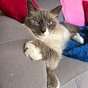 Bounty a rejoint le concours — aidez-le/la à gagner de superbes lots ! cat, feline, blue_eyes, fluffy, paw, couch, sofa, gray_fabric, red_pillow, pink_pillow, blue_blanket, indoor, pet, relaxed, resting, animal, domestic, cozy, fur, whiskers