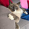 cat, feline, blue_eyes, fluffy, paw, couch, sofa, gray_fabric, red_pillow, pink_pillow, blue_blanket, indoor, pet, relaxed, resting, animal, domestic, cozy, fur, whiskers