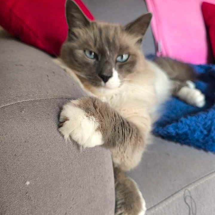 Bounty a rejoint le concours — aidez-le/la à gagner de superbes lots ! cat, feline, blue_eyes, fluffy, paw, couch, sofa, gray_fabric, red_pillow, pink_pillow, blue_blanket, indoor, pet, relaxed, resting, animal, domestic, cozy, fur, whiskers