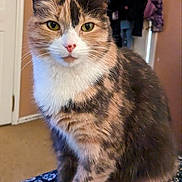 Lola Yandoli is registered to the contest to win money with this photo: cat, calico, indoor, pet, animal, feline, sitting, fur, whiskers, eyes, face, paws, blanket, pattern, door, clothing, home, cozy, curious, portrait