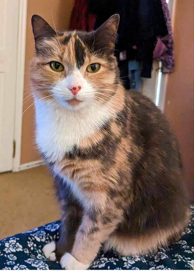 Lola Yandoli is registered to the contest to win money with this photo: cat, calico, indoor, pet, animal, feline, sitting, fur, whiskers, eyes, face, paws, blanket, pattern, door, clothing, home, cozy, curious, portrait