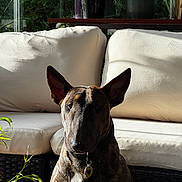 Api participe au concours pour gagner de l'argent avec cette photo : dog, bull_terrier, pet, indoor, sofa, cushion, plant, sunlight, shadow, collar, tag, brown, white, ears, face, portrait, furniture, greenery, relaxing, home