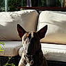 dog, bull_terrier, pet, indoor, sofa, cushion, plant, sunlight, shadow, collar, tag, brown, white, ears, face, portrait, furniture, greenery, relaxing, home