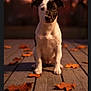 Junior joined the competition — help win amazing prizes! puppy, dog, autumn_leaves, porch, wooden_floor, sunset, outdoor, pet, animal, brown, orange, nature, cute, young_dog, sitting, portrait, blurred_background, fall, canine, evening