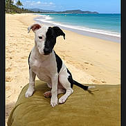 Junior joined the competition — help win amazing prizes! puppy, dog, beach, sand, ocean, sky, palm_trees, cushion, outdoor, sunny, pet, animal, young_dog, nature, coast, vacation, relaxation, summer, seaside, water