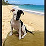 animal, beach, coast, cushion, dog, nature, ocean, outdoor, palm_trees, pet, puppy, relaxation, sand, seaside, sky, summer, sunny, vacation, water, young_dog