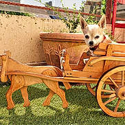 Jenna participe au concours pour gagner de l'argent avec cette photo : animal, canine, carriage, dog, grass, horse, horsecart, machine, outdoors, pet, plant, plywood, pottery, puppy, spoke, transportation, vehicle, wagon, wheel, wood
