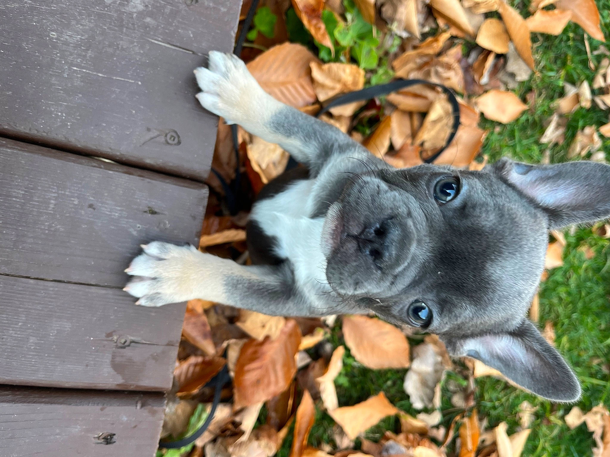 Hunter a rejoint le concours — aidez-le/la à gagner de superbes lots ! art, dog, dog_breed, ear, fawn, fur, grass, plant, rabbits_and_hares, snout, terrestrial_animal, tree, whiskers, wildlife, wood, working_animal
