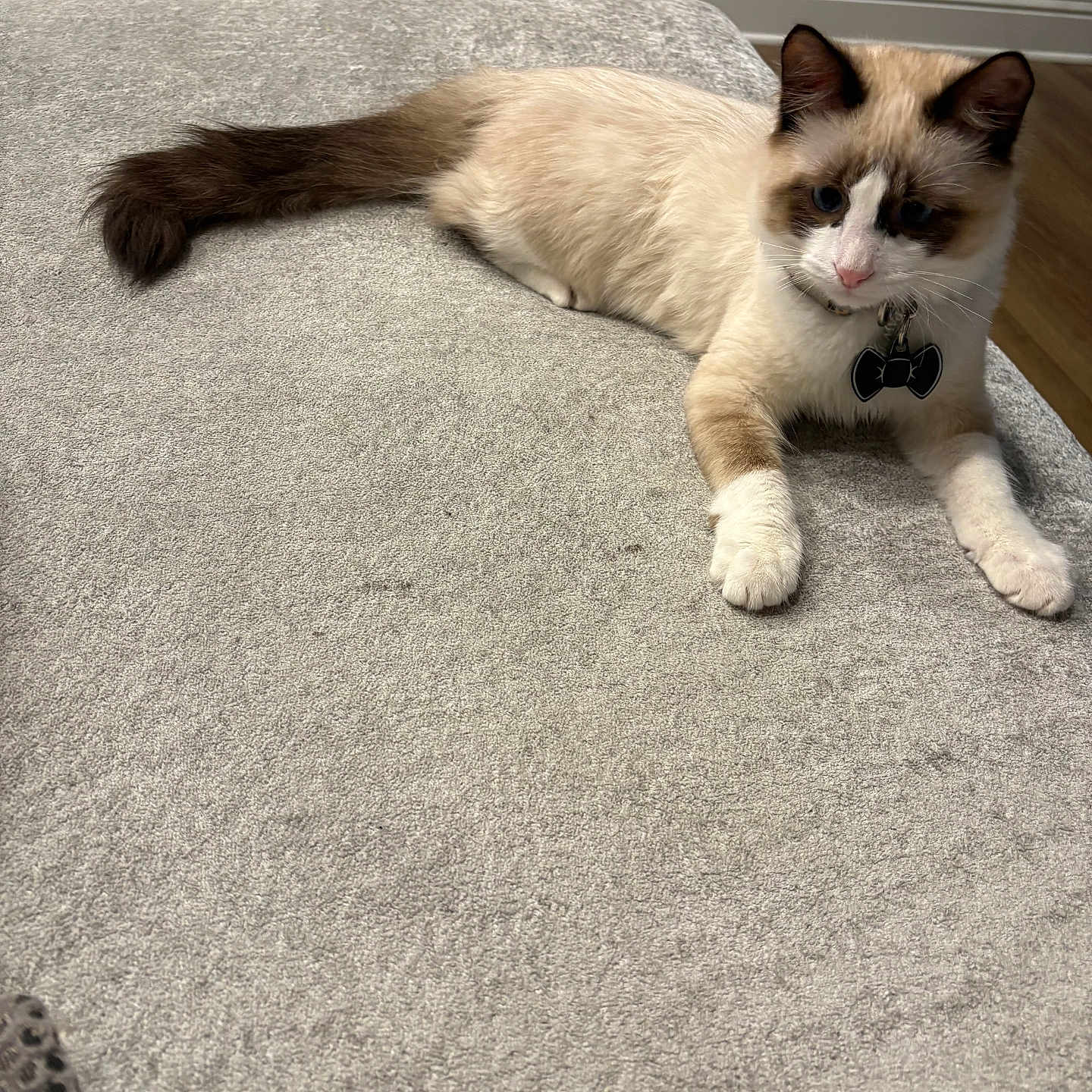 Matcha is registered to the contest to win money with this photo: animal, brown_color, cat, collar, cream_color, cute, door, ears, feline, floor, fur, gray, indoor, pet, relaxed, soft_surface, tag, tail, wall, wood_floor