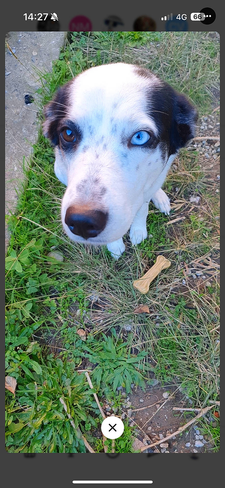 Ruby participe au concours pour gagner de l'argent avec cette photo : animal, ball, canine, dalmatian, dog, flower, grass, herbal, herbs, hound, husky, lawn, leaf, pet, plant, puppy, soil, sport, vegetation, whitedog