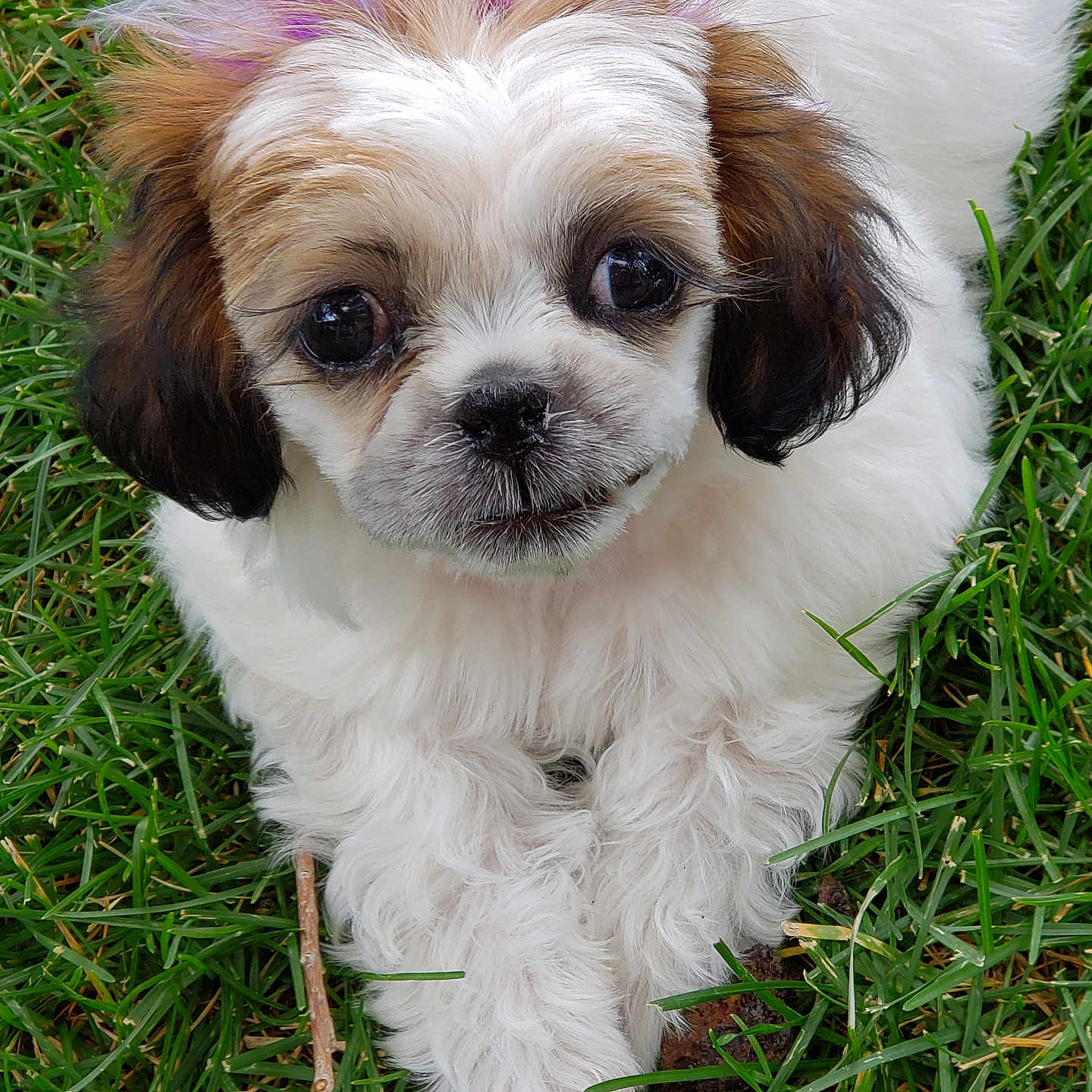 Izzy joined the competition — help win amazing prizes! adorable, animal, brown_ears, canine, closeup, cute, dog, fluffy, fur, grass, laying_down, nature, outdoor, pet, playful, puppy, purple_dye, small, white_fur, young