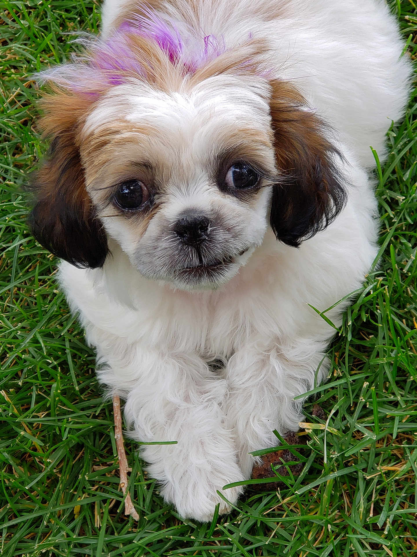 Izzy