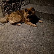 Azur participe au concours pour gagner de l'argent avec cette photo : dog, animal, pet, stairs, concrete, shadow, night, wall, fluffy, brown, resting, quiet, outdoor, texture, dark, alone, urban, laying_down, canine, calm